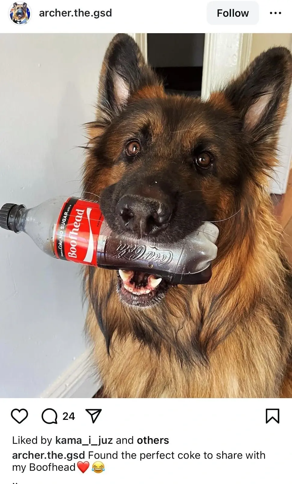 Instagram post by archer.the.gsd of a dog holding a custom Coca-Cola bottle that has its name, Boofhead, in his mouth.